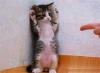 cute-funny-animals-cats