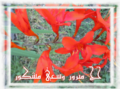 Hajj Maqbool