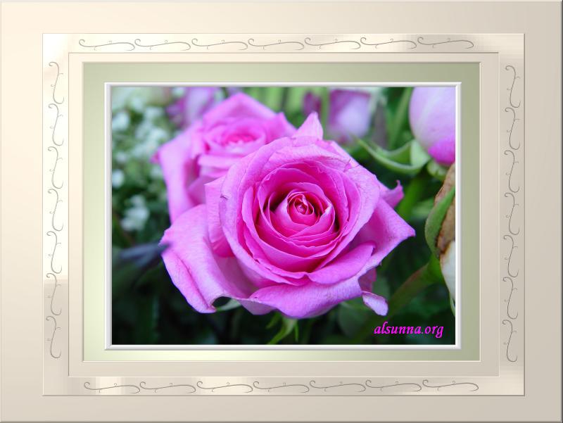 alsunna org rose