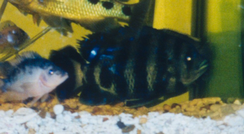 Fish That has the name of Allah