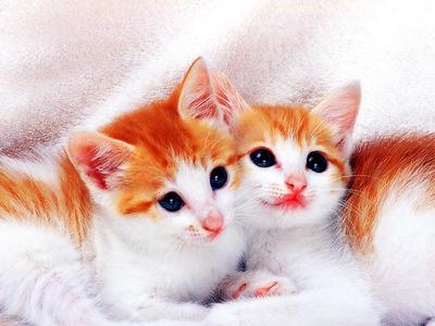 Cat Twins?