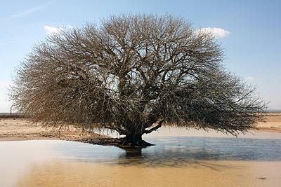 tree that shaded our prophet