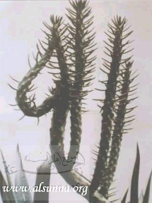 Name of Allah on a Plant