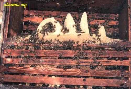 Nature Discoveries - Name of Allah by Bees