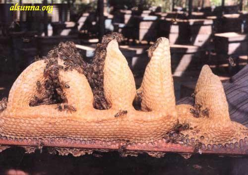 Name of Allah by bees