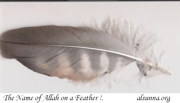 Name of Allah on Feather