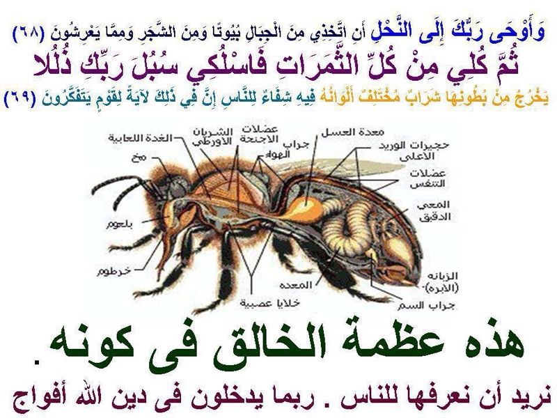 Nahla Bee Ayah