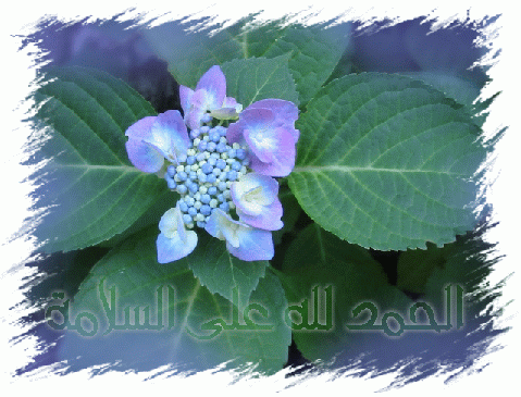 SALAMAH