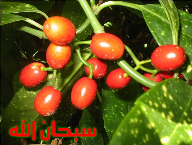 TASBEEH