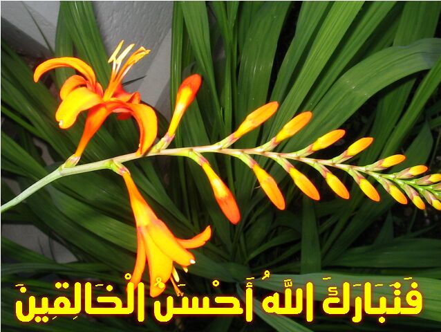 Ponder in Nature - TabarakAllah