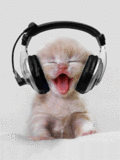 Cool Kitten