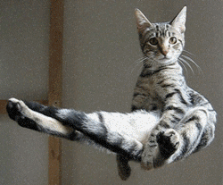 Floating cat