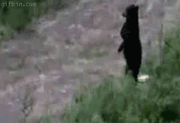Bear Walking?
