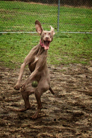 dog-tennis-ball