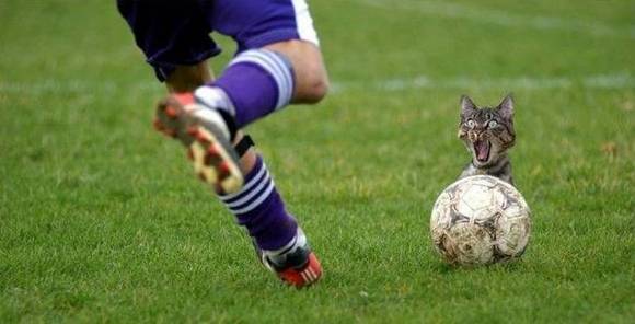 funniest pictures (11)