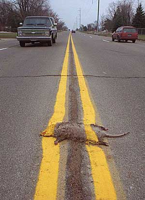 Funny Road Kill