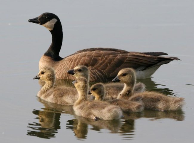 002 animals1
