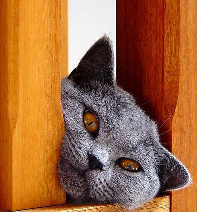 008 animals1
