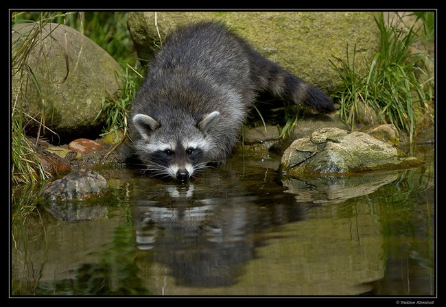009 animals1