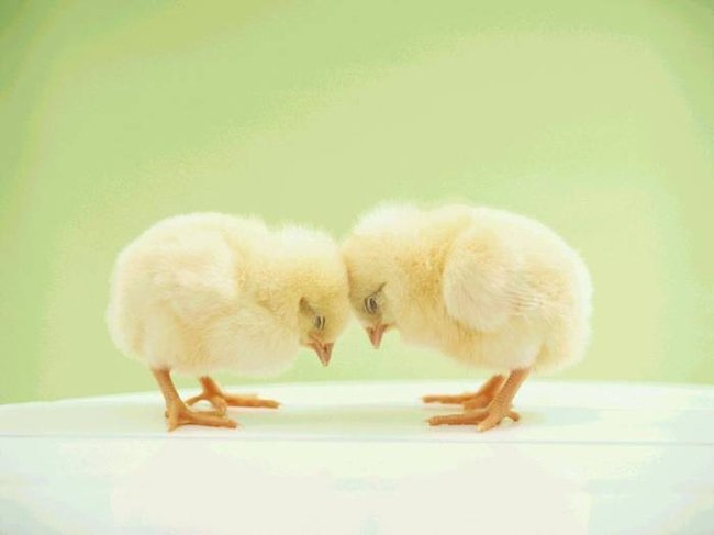 012 animals1
