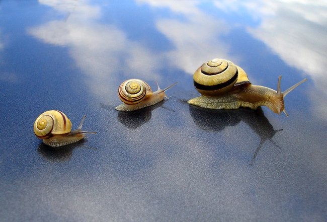 014 animals1