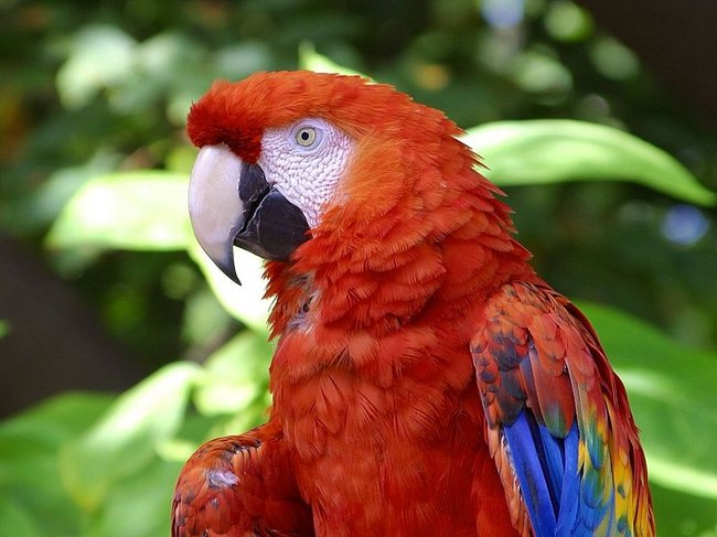 018 animals1