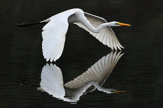019 animals1