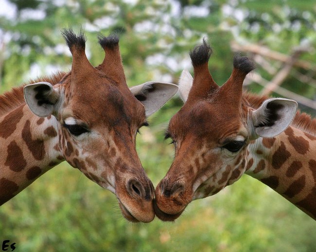 023 animals1