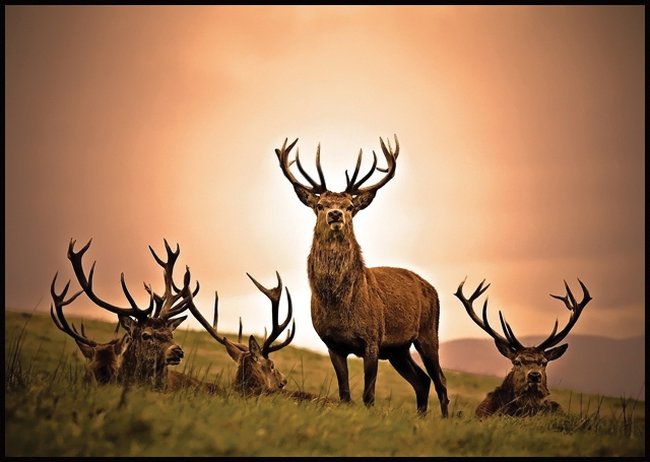 024 animals1