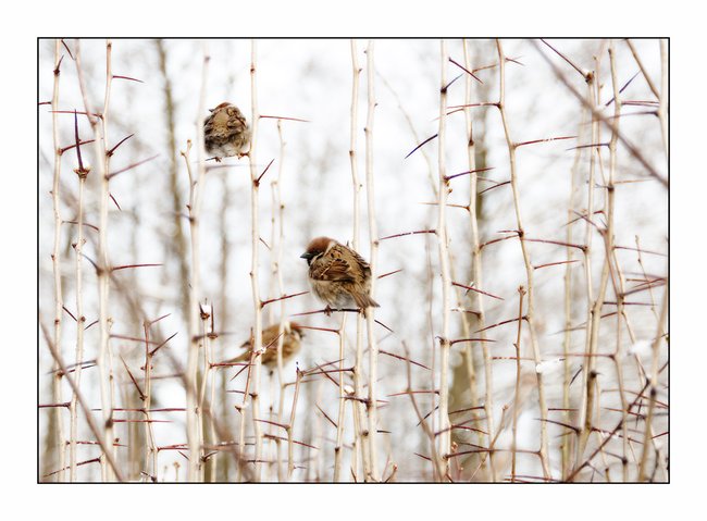 031 animals1