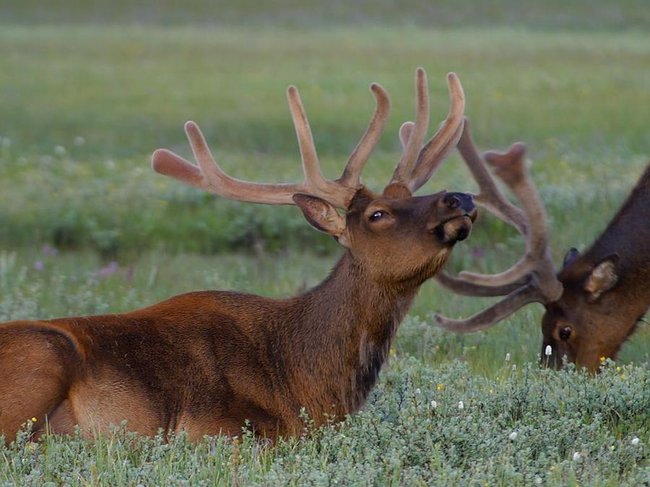 035 animals1