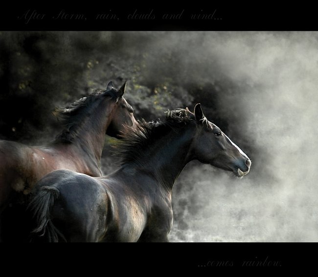 047 animals1