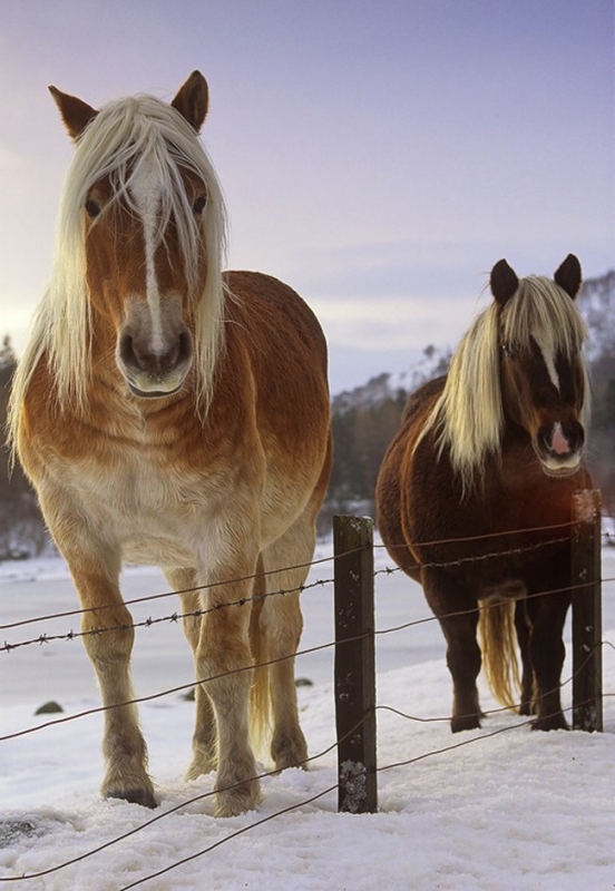 053 animals1
