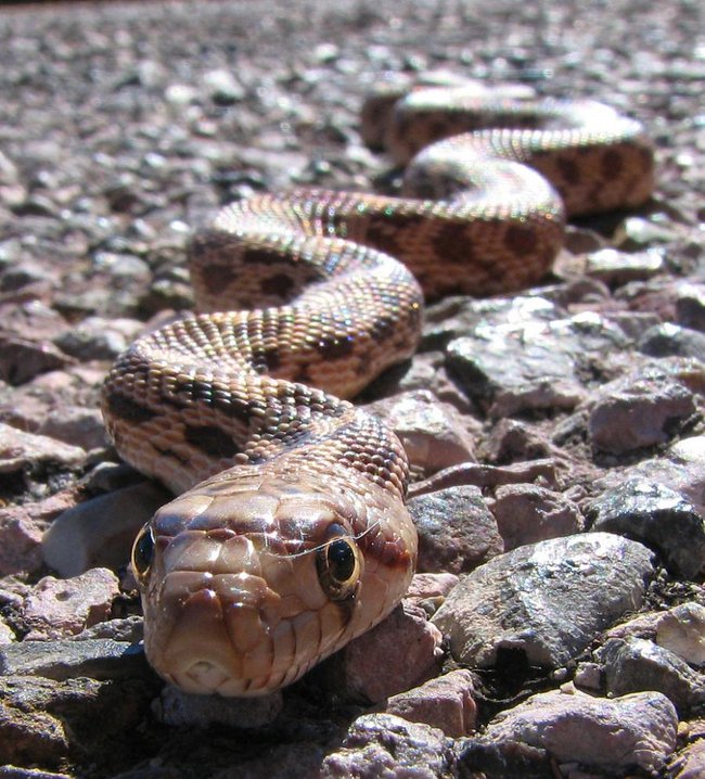 056 animals1