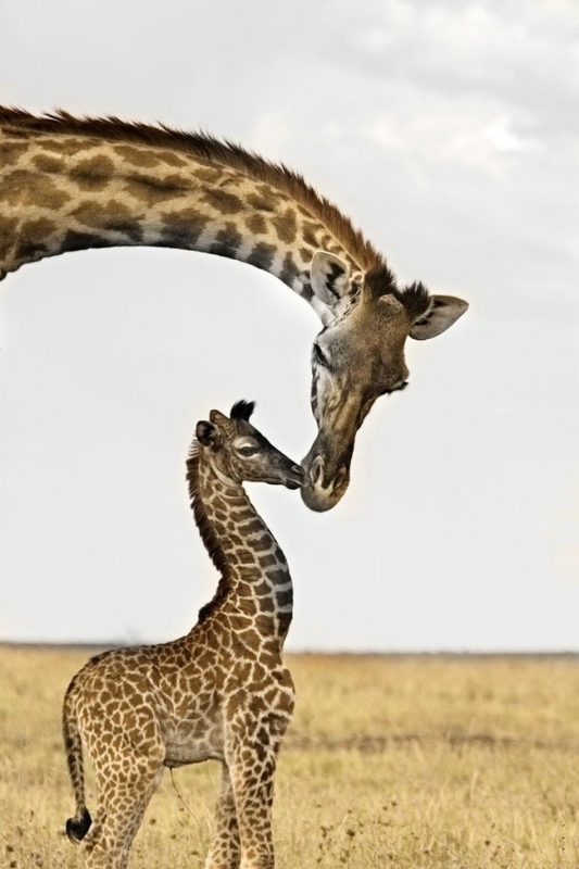 057 animals1