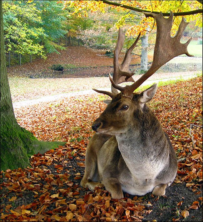 058 animals1