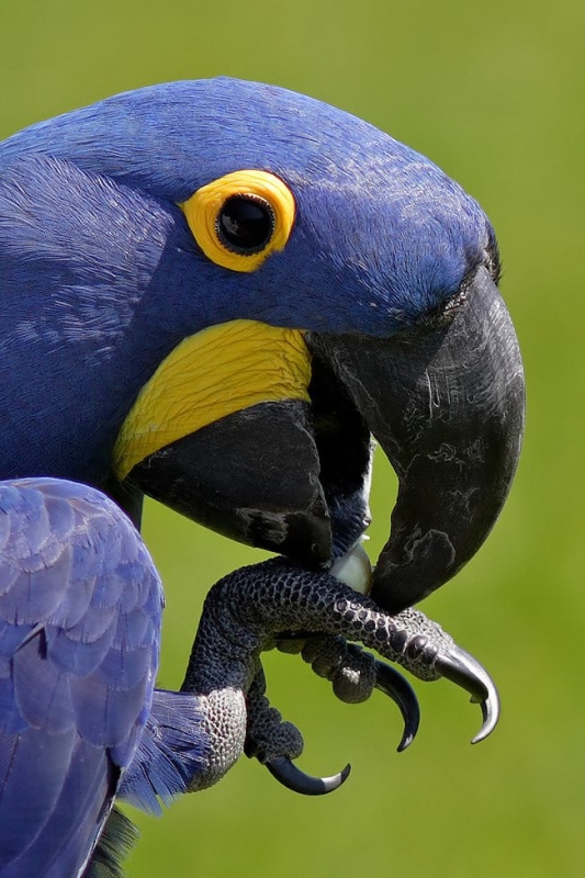063 animals1