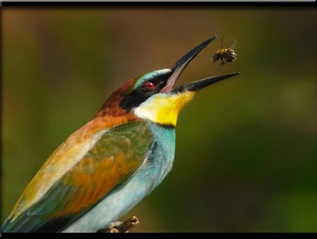 069 animals1