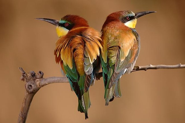 072 animals1