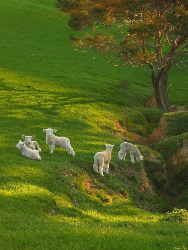 073 animals1
