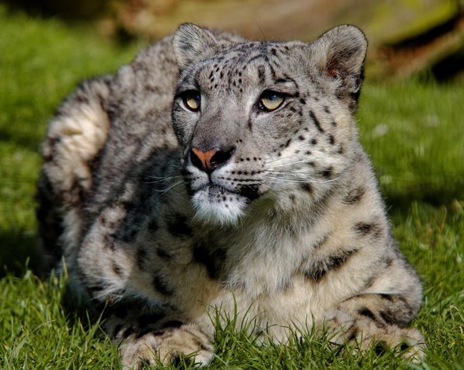 079 Animals1 - Think of the power of God