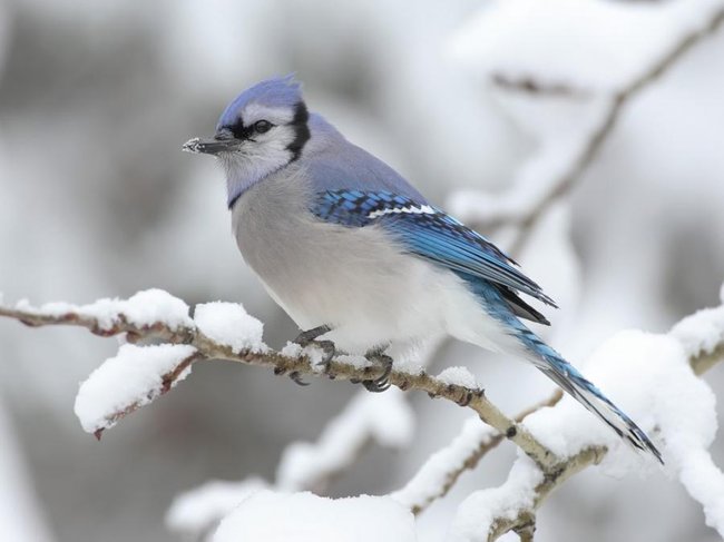 Blue Bird