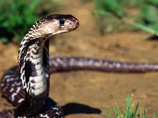 Snake Cobra
