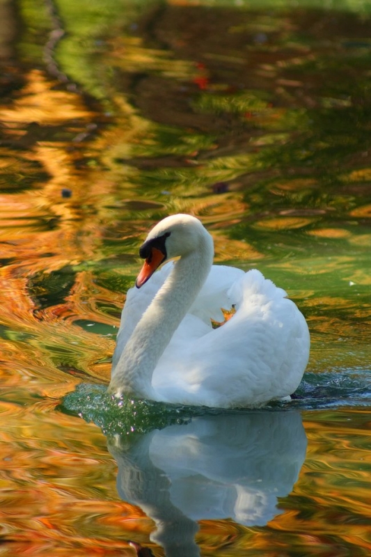 Animals- Duck in Colorful Water