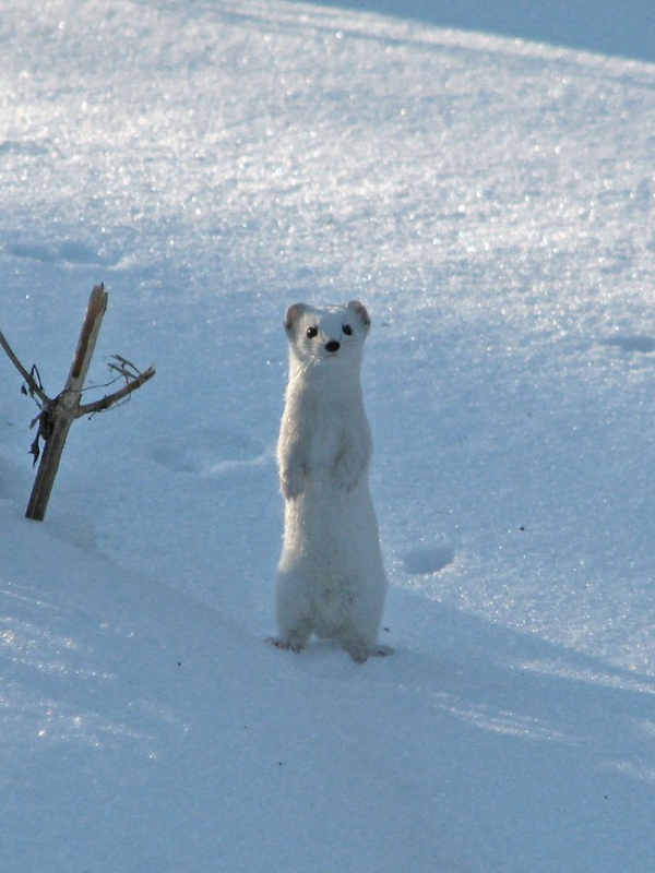 093 animals1