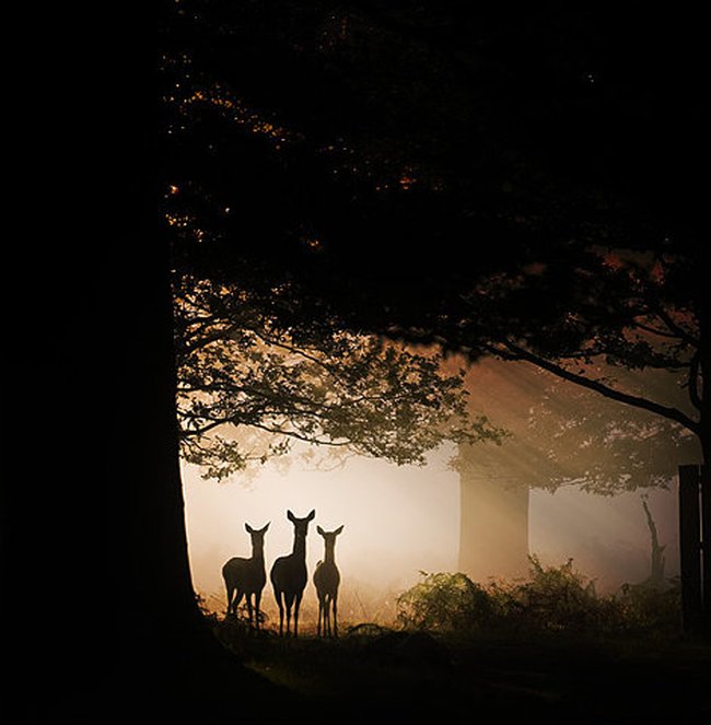 099 animals1