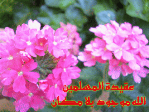 الله
