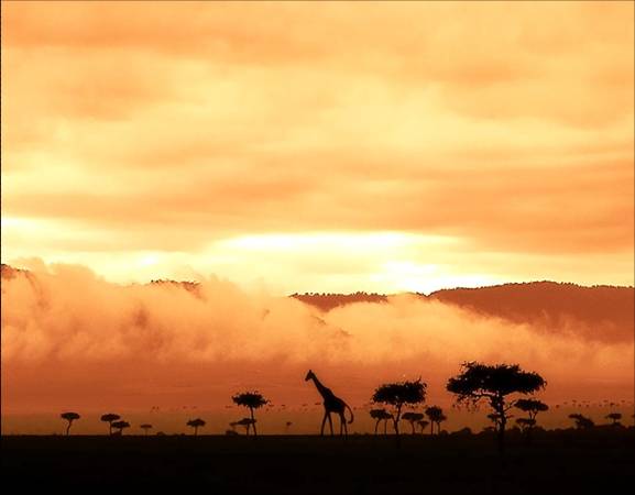 Africa Nature Animals