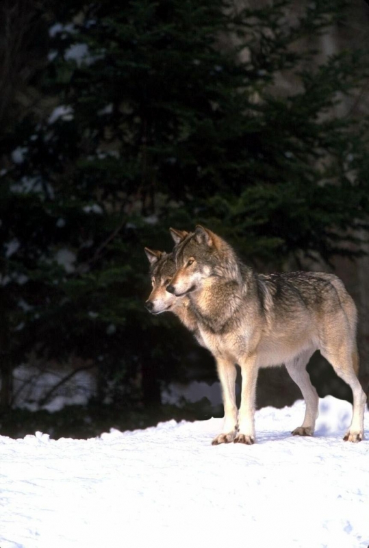 Wolves