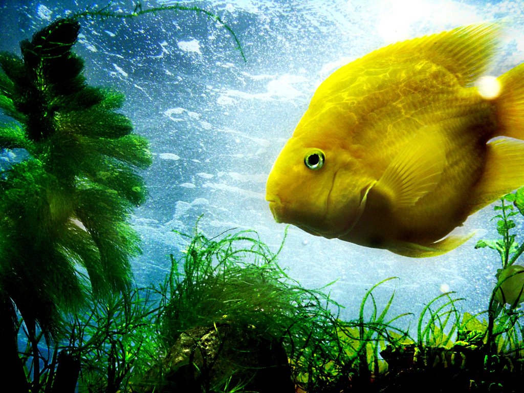 Alsunna.org Natural Wallpapers (11)